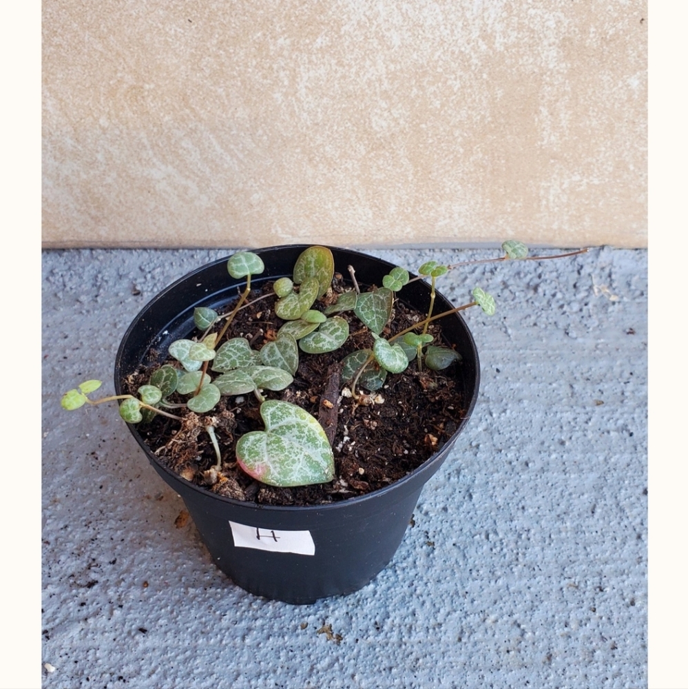 String of Hearts "H" | 3" Pot